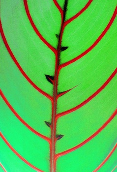 F 065B